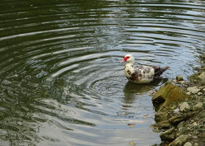 卡韦基亚酒店 酒店 萨索马可尼